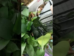 슈퍼 유광 블랙 분말 페인트